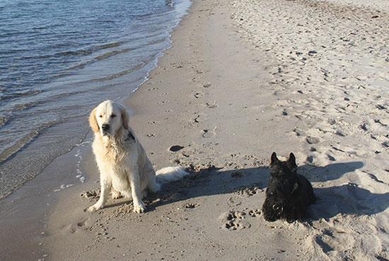 Camping Südjütland (Dänemark) an der Ostsee mit Hund